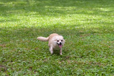 Funny pomeranian chihuahua mix playing in a green yard in florida.