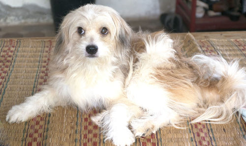 Portrait of dog relaxing on sofa at home
