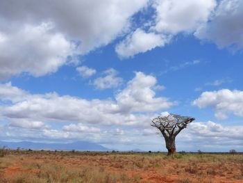 Tree on field against sky