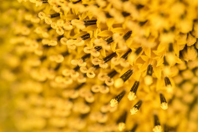 Close-up of bee on yellow flowers
