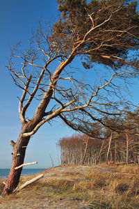 Bare tree against clear blue sky