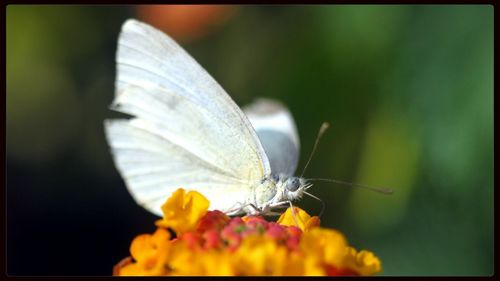 Close-up of butterfly on flower