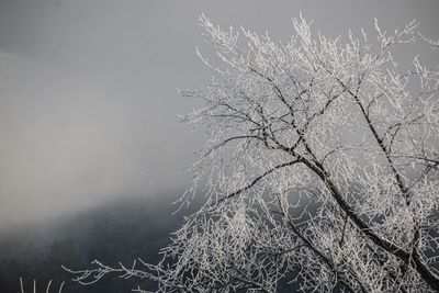 Close-up of frozen bare tree against sky