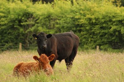 Cow standing on field