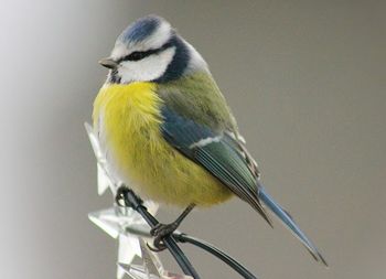 Close-up of bird perching outdoors