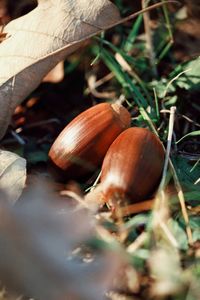 Close-up of mushrooms growing on field