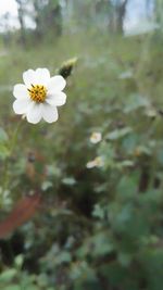 Close-up of white flowers blooming outdoors