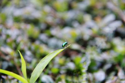 Close-up of insect on plant