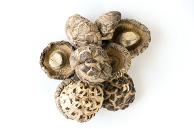 Close-up of mushrooms against white background