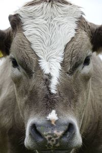 Close-up portrait of cow