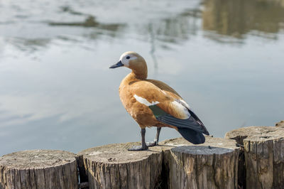 Wild duck portrait