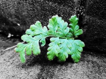 High angle view of plant growing on rock