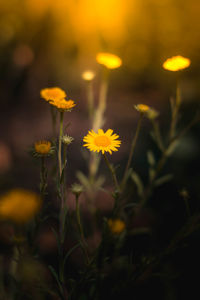 Close-up of yellow flowering plant on field