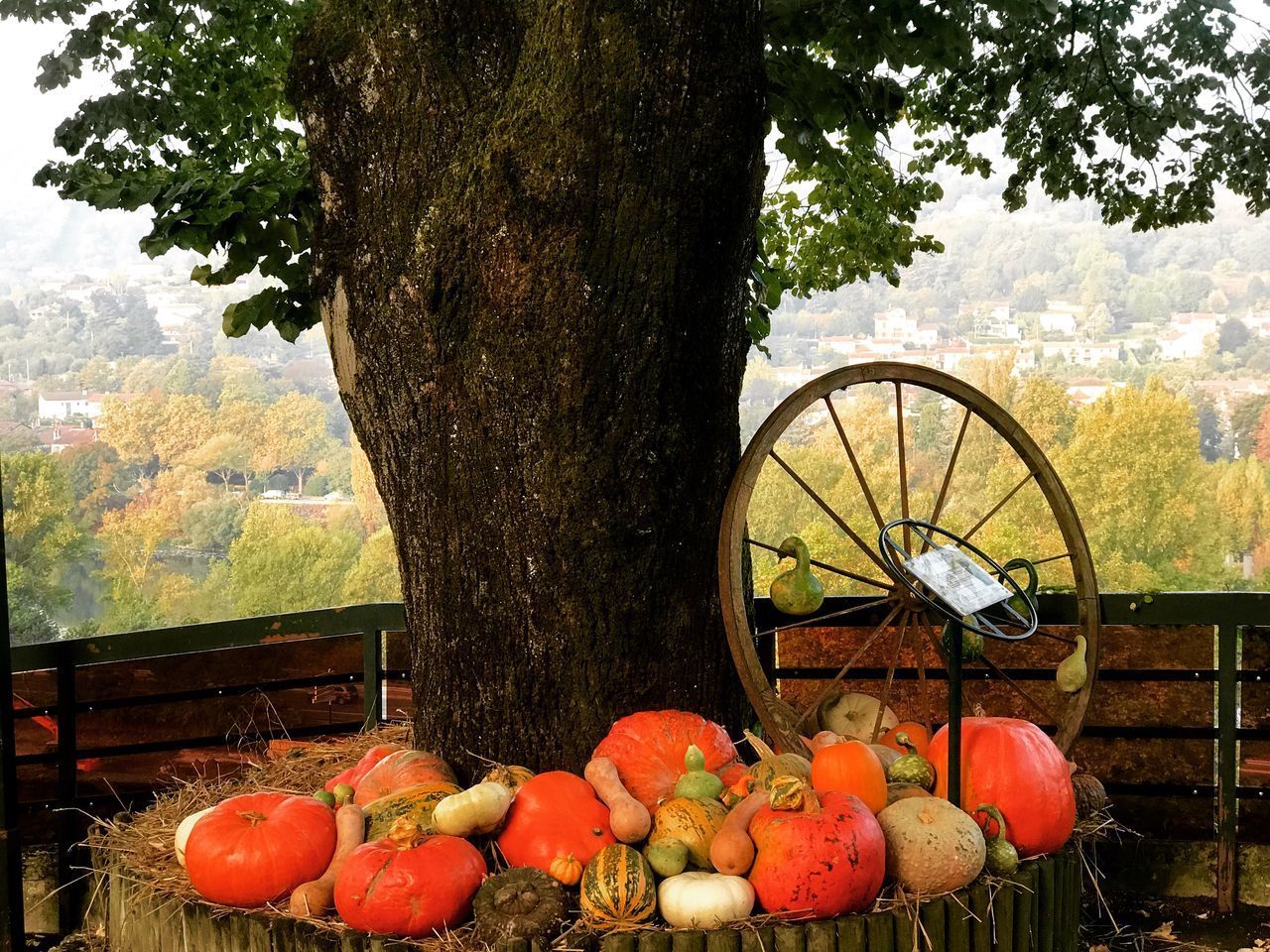 VIEW OF APPLES ON TREE