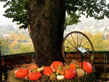 View of pumpkins on tree