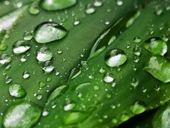 Close-up of wet leaves on rainy day