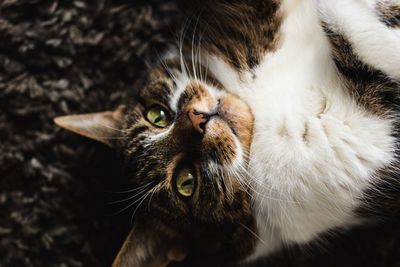 Close-up portrait of a cat