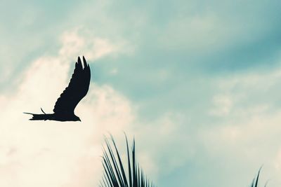 Low angle view of bird flying against sky