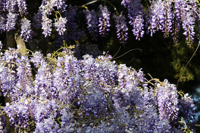 Close-up of purple flowering plant