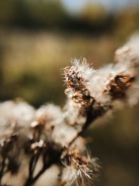 Close-up of spider on plant