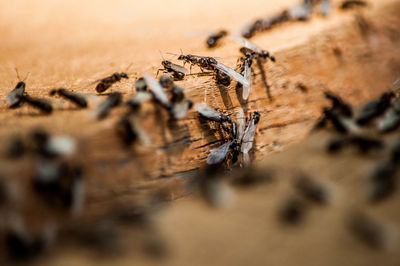 Close-up of insect on tree trunk