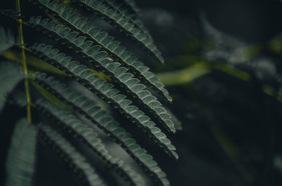 Close-up of fern leaf