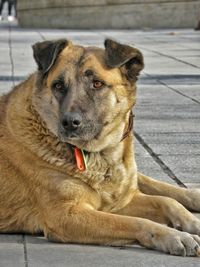 Close-up of dog looking away while sitting outdoors