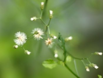 Close-up of white flowering plant