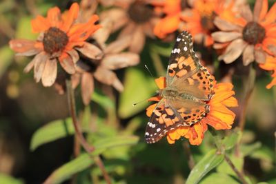 Close-up of butterfly pollinating on flower