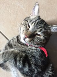 Close-up of cat relaxing on floor