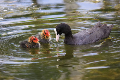 Birds swimming in lake