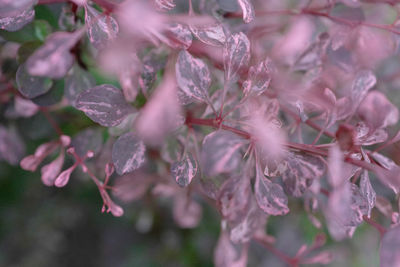 Close-up of water drops on flowers