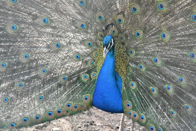 Close-up of peacock