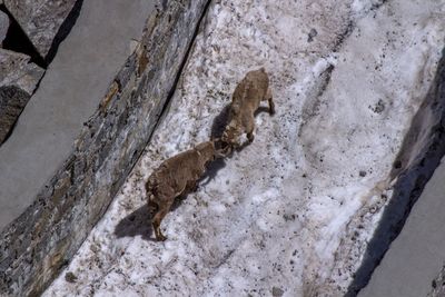 High angle view of ibexes fighting on rock