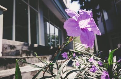 Close-up of purple flowering plant against window