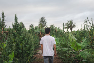 Young man walking through a cbd plantation.