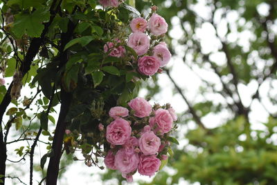 Low angle view of pink cherry blossom tree