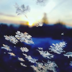Close-up of frozen plants against sky during sunset