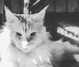 Close-up portrait of cat