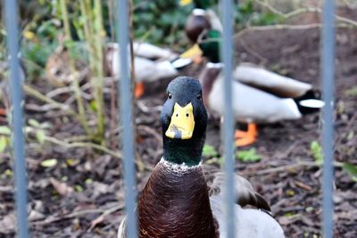 Close-up of a bird on field
