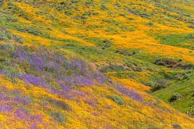 High angle view of yellow flowers on landscape