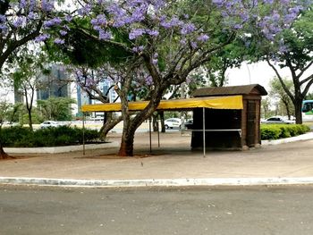 Flower trees against built structure