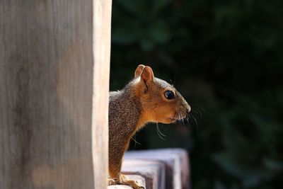 Close-up of squirrel