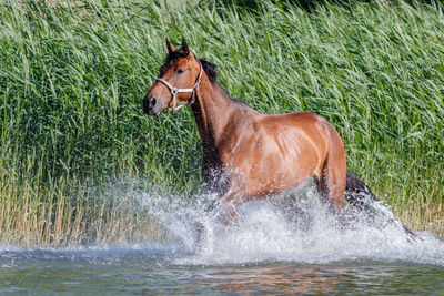 View of horse in water