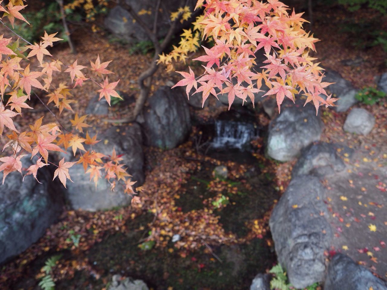 autumn, leaf, change, nature, maple leaf, orange color, outdoors, beauty in nature, close-up, no people, day