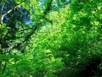 Trees in forest