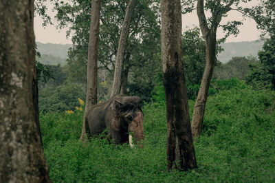Elephants in forest