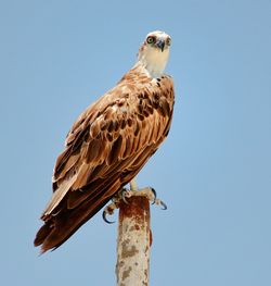 Low angle view of eagle perching on a pole.