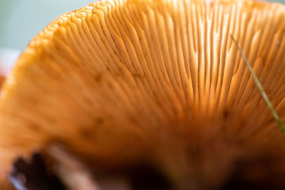 Close-up of mushroom