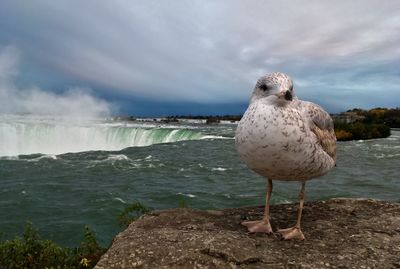 Seagull perching on rock by sea against sky